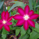 Clematis hybrida Bourbon